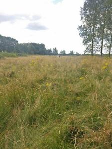 Existing reference grassland