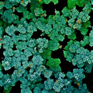 Microscopy image of a microbial biofilm