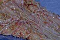 <i>Haemonchus contortus</i> (Barber Pole) Worms in situ in a Sheep Gut