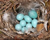 Mimetic Eggs