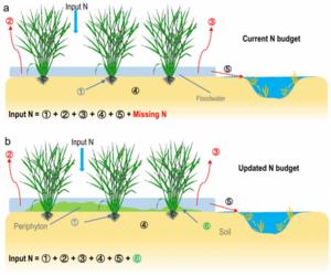 Periphyton closes the nitrogen budget gap in rice paddies