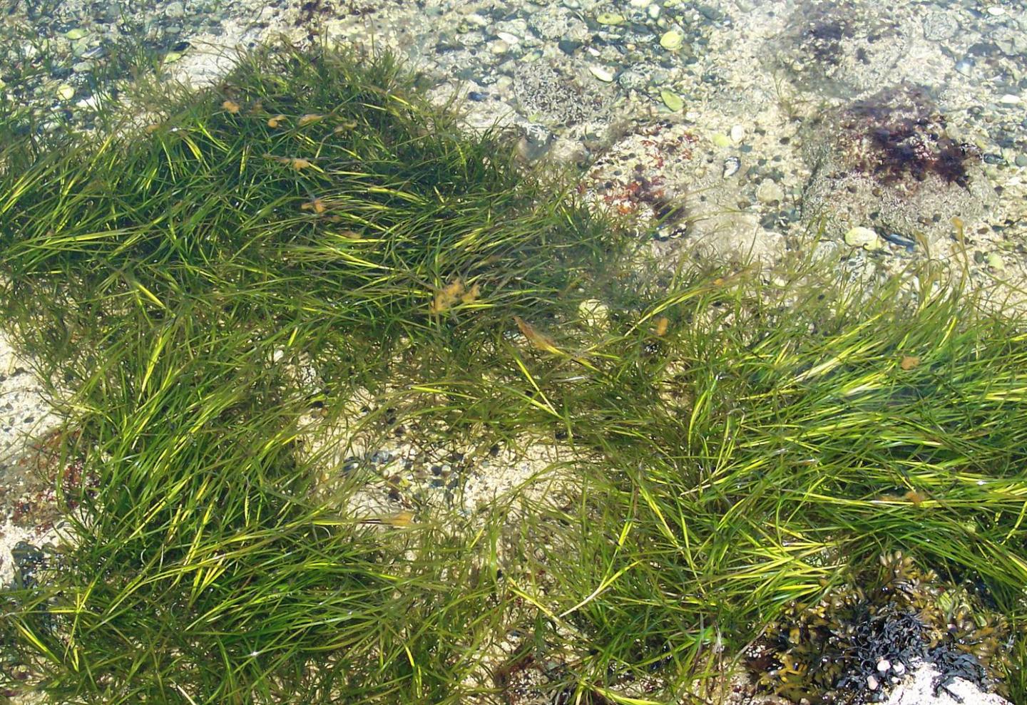 Zostera Eel Grass