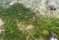 Zostera Eel Grass