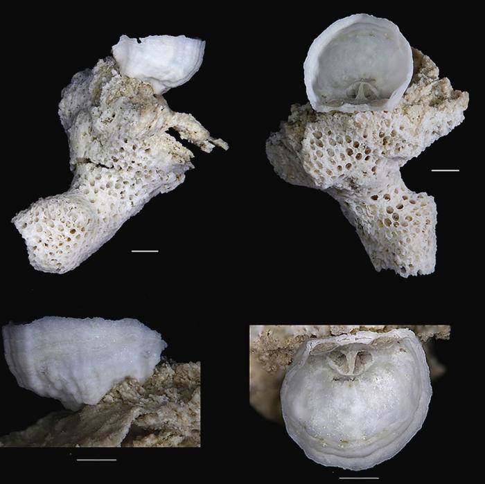 Pocillocrania rubeli