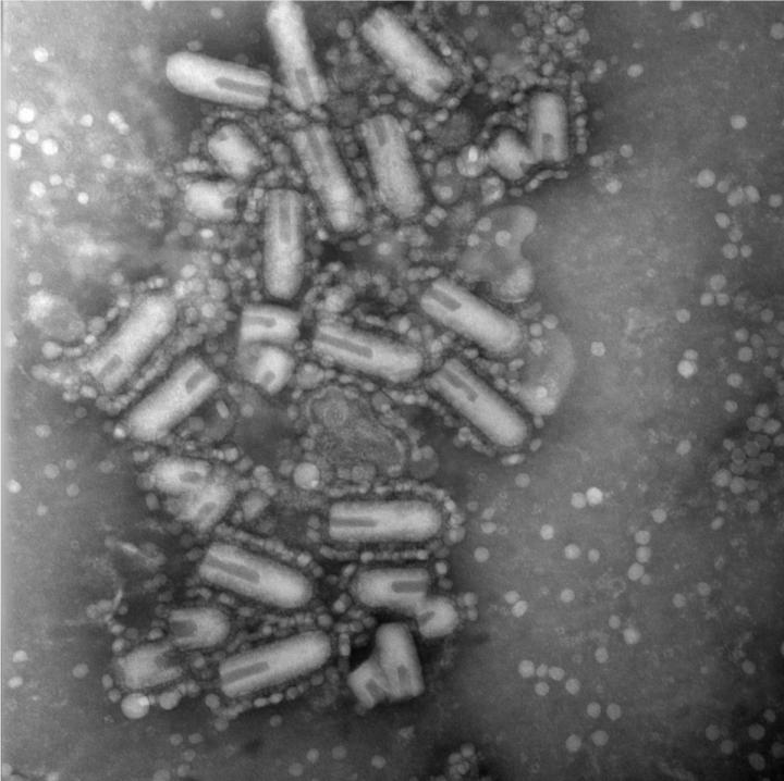 Maraba Virus