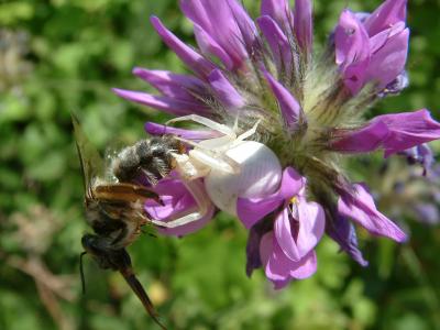Bee Caught by a Crab Spider