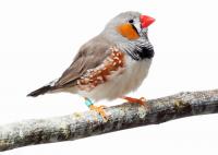 Zebra Finch