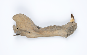 Jawbone, alternate view