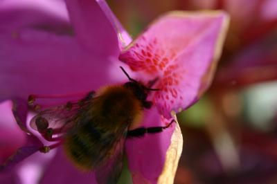 Honeybee