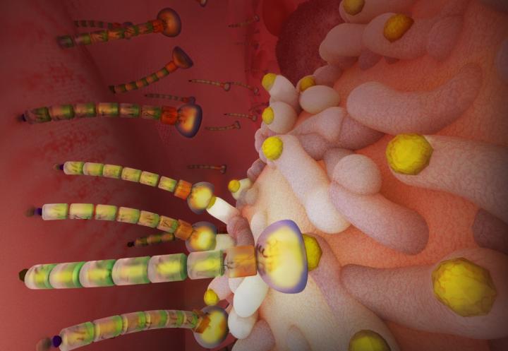 Silkworms provide new spin on sticky molecules