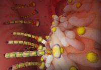 Silkworms provide new spin on sticky molecules