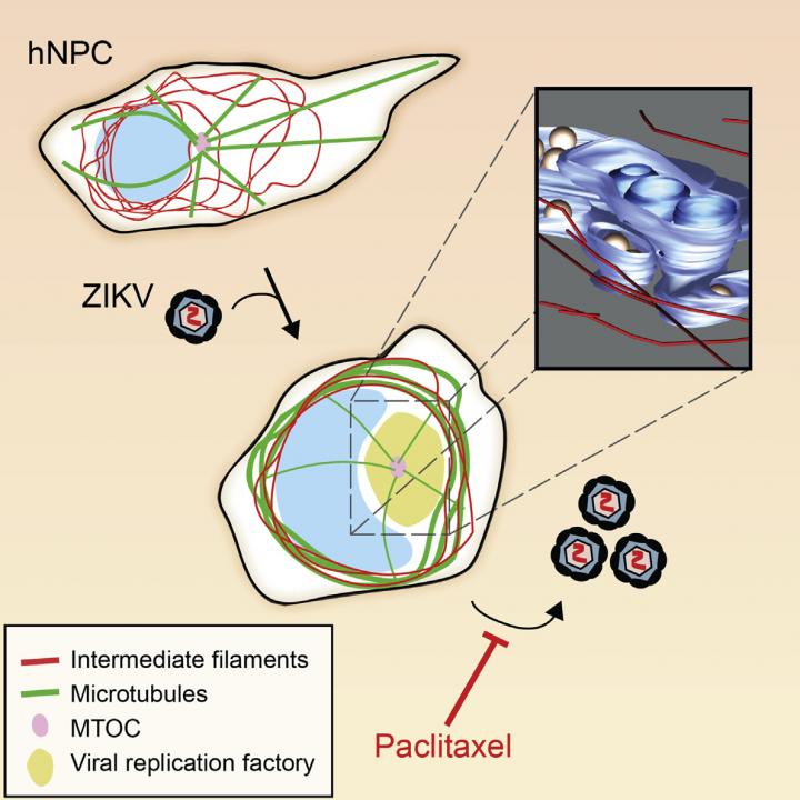 Zika Virus Replication Factories