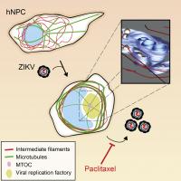 Zika Virus Replication Factories