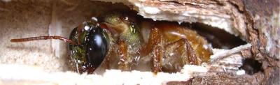 Nocturnal Bee