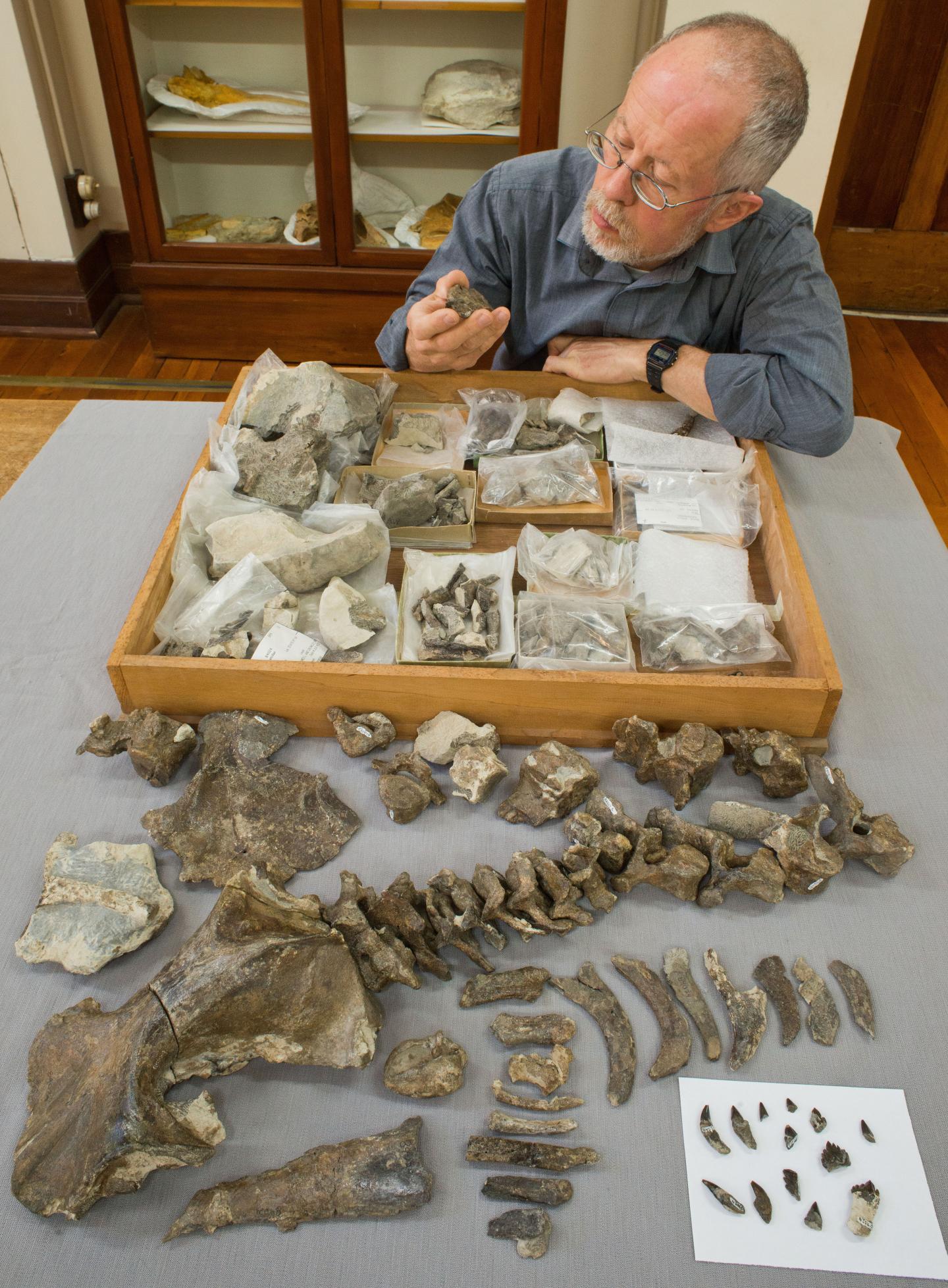 New Species of North Pacific Ocean Fossil Baleen Whale Discovered