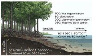 Soil black carbon distribution in a mangrove blue carbon ecosystem