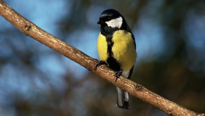 Great Tit