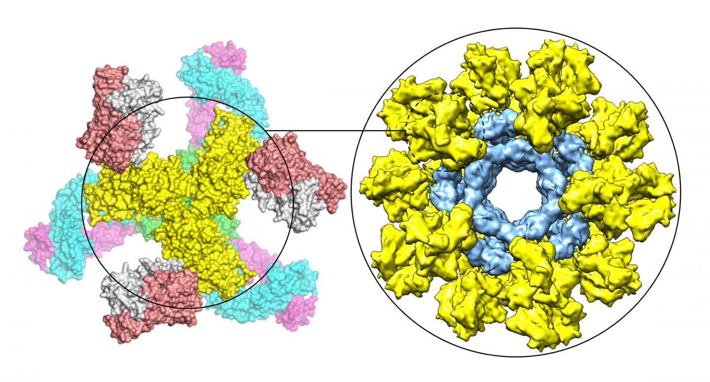 HIV Env Trimers