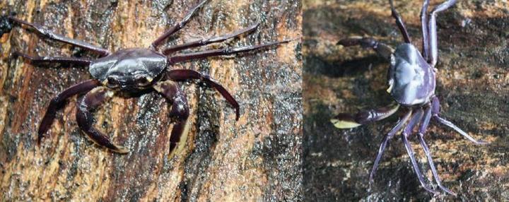 <i>Kani maranjandu</i> Crab