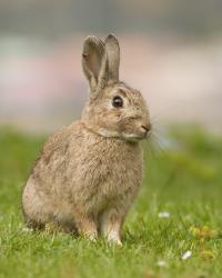 Impact of Climate Change on Parasite Infections Depends on Host Immunity