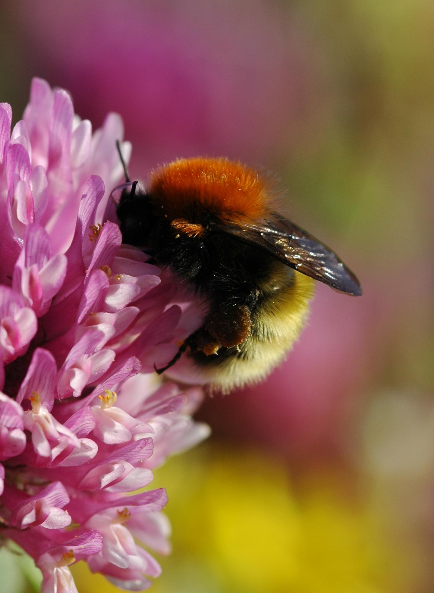 Bumblebee