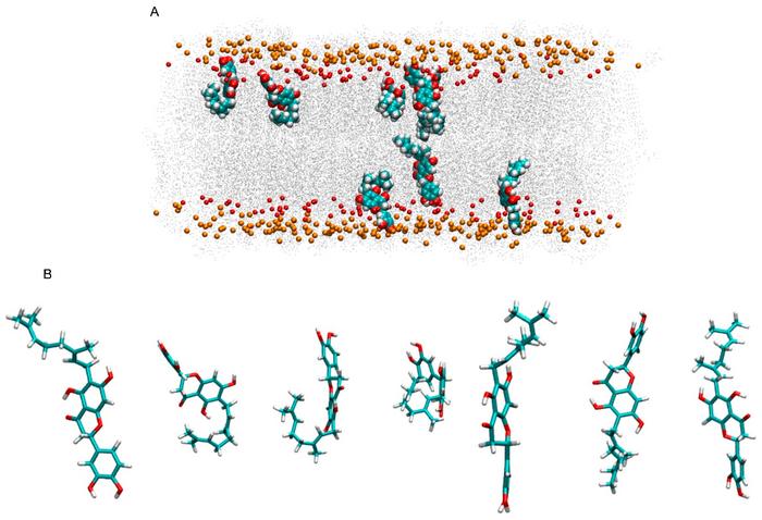 Activity of Nymphaeol A, a bioactive compound in propolis