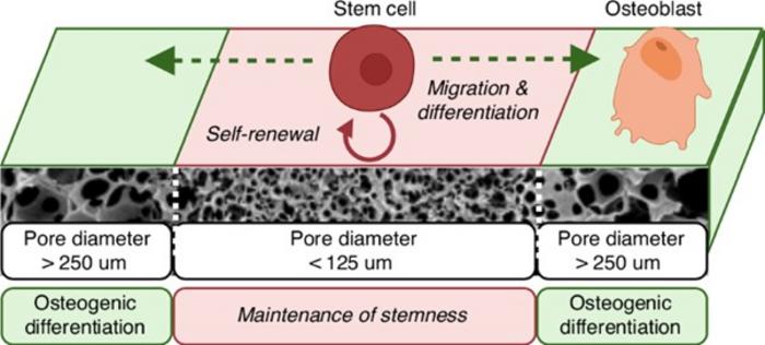 Triphasic Biomaterial Scaffold Regenerates a Cranial Stem Cell Niche and Restores Skull Growth
