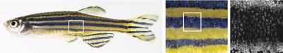 Xanthophores