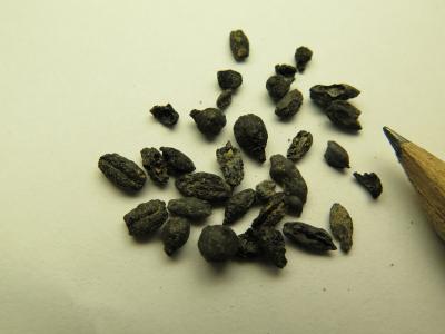 Seeds