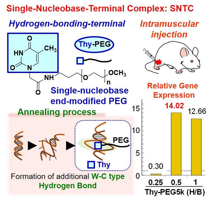 Thymine modified polymer for delivering DNA into cells.