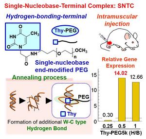 Thymine modified polymer for delivering DNA into cells.