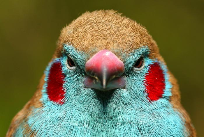 Red-cheeked Cordonbleu