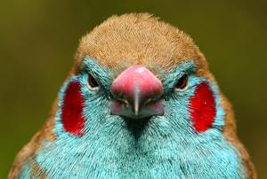 Red-cheeked Cordonbleu