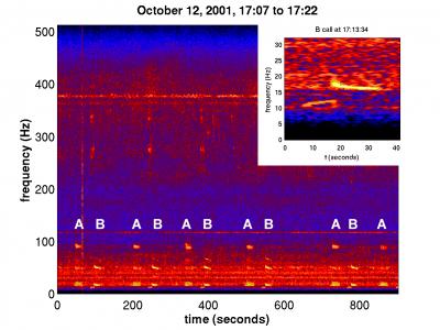 Blue Whale Song Spectrogram