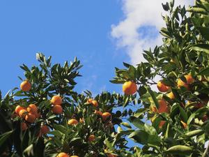 Analysis of mandarin orange orchards sheds light on the effects of pesticides and fertiizers