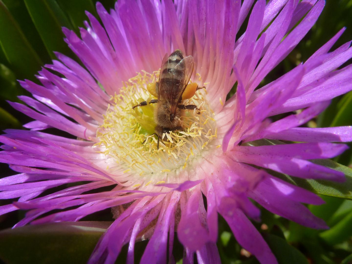 World's Most Important Pollinator