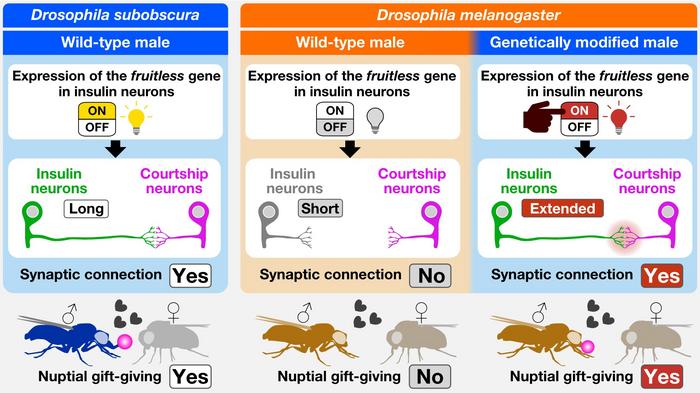 Scientists successfully transfer courtship behavior between species