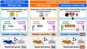 Scientists successfully transfer courtship behavior between species