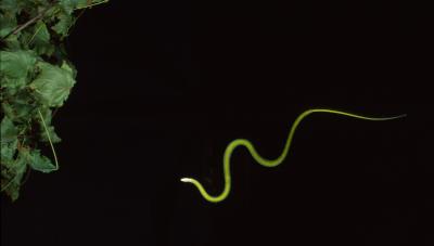 Flying Snake (1 of 3)