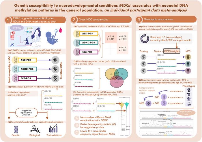 Genetic Susceptibility to Neurodevelopmental Conditions Associates With Neonatal DNA Methylation Patterns in the General Population: An Individual Participant Data Meta-Analysis