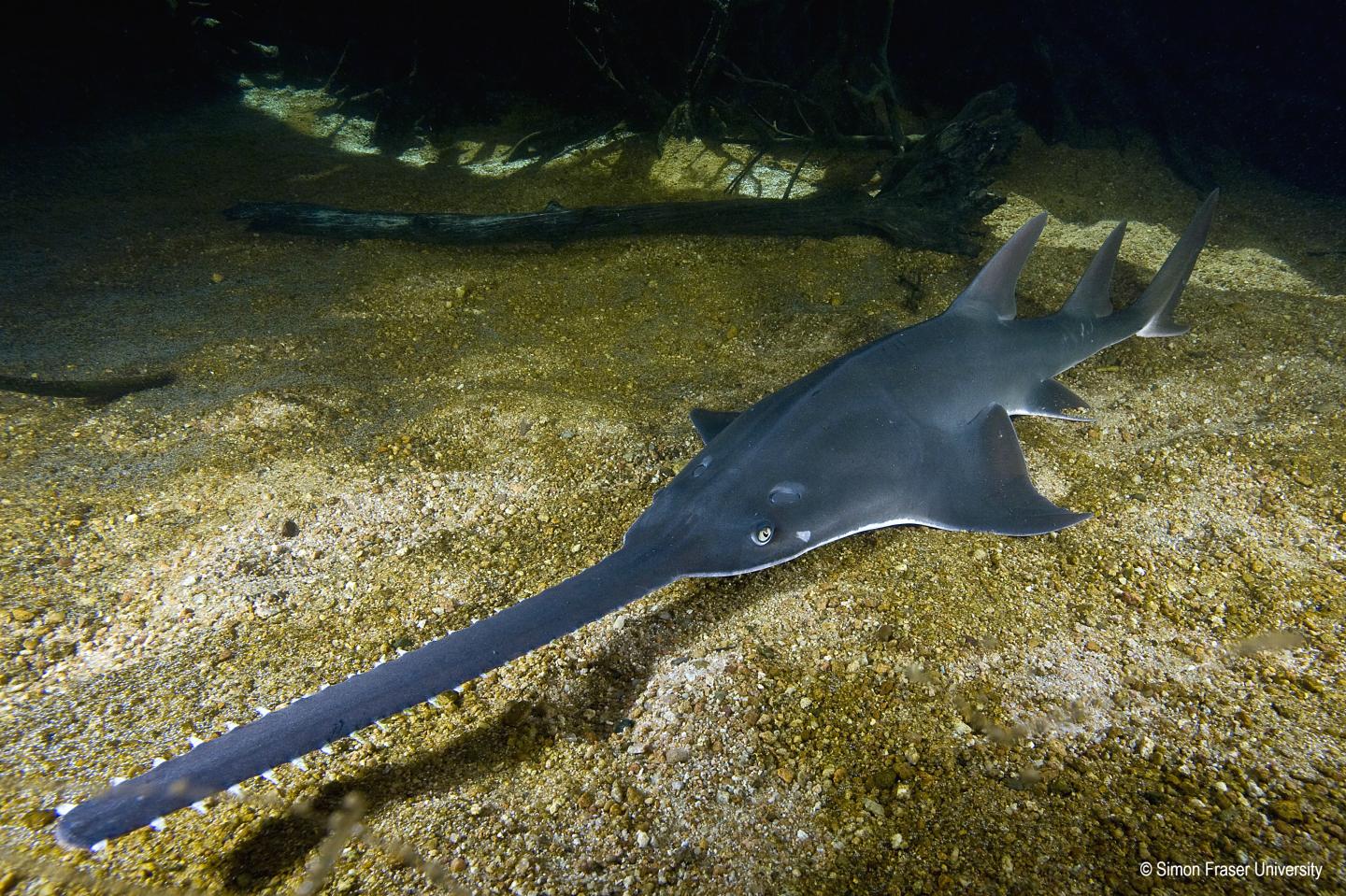 Largetooth sawfish (<i>Pristis pristis</i>)