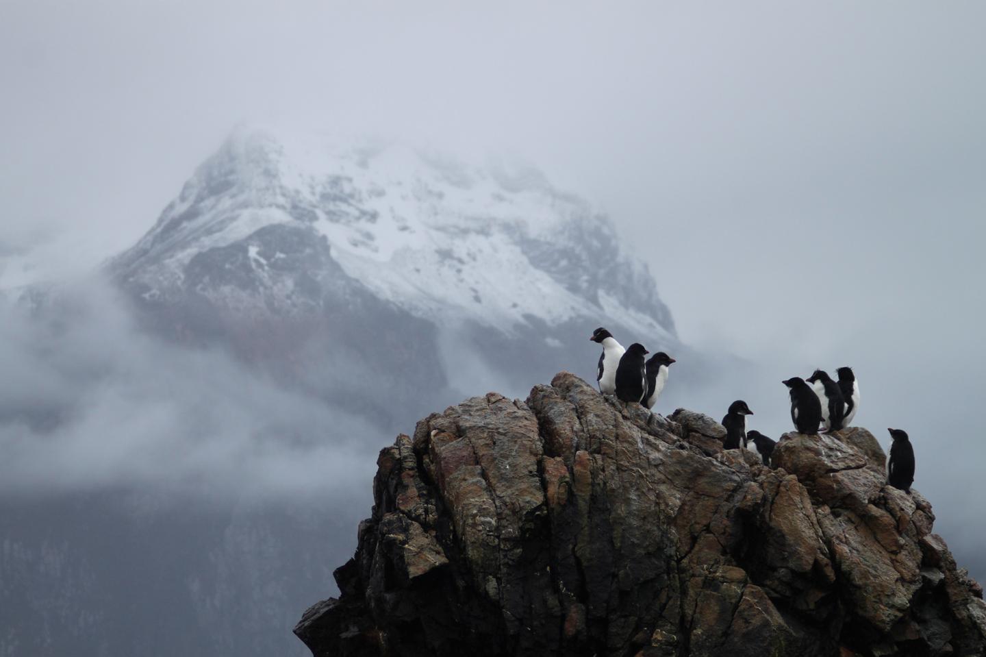 Rock Hopper Penguins