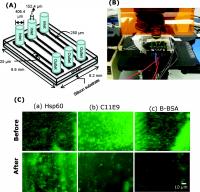 Biochip for Capturing Listeria