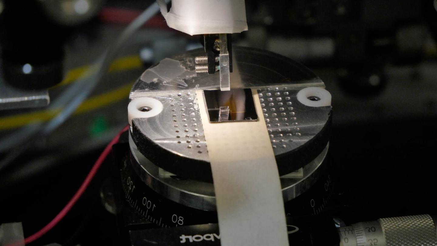 Microchip for the generation of optical microcombs