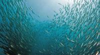 Schooling Fish