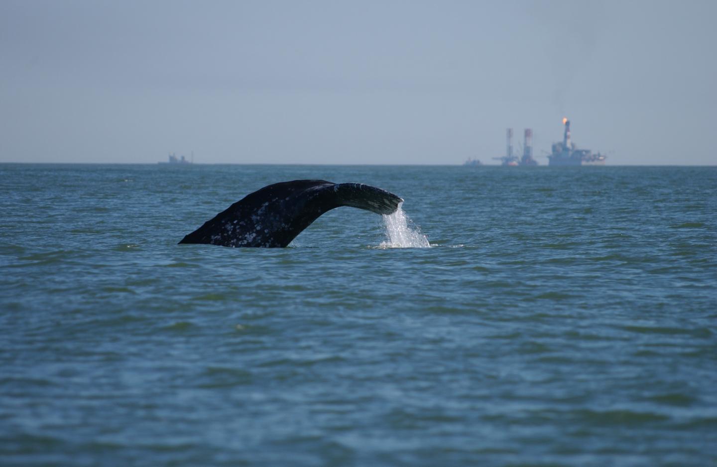 Turn Down the Volume: New IUCN Guide Helps Navigate Seismic Survey Impacts on Marine Species