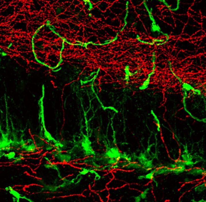 Song Neuron