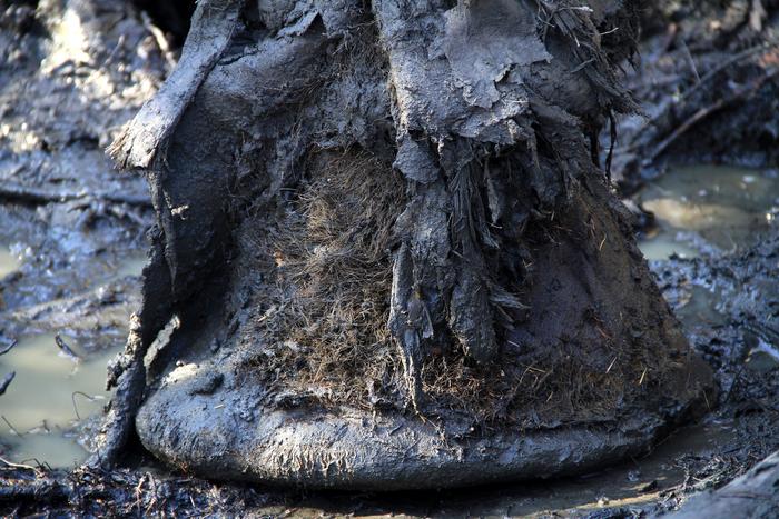 Mammoth Foot