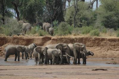 Elephant Dominance