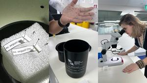 BSC-CNS researcher Rachel Lowe in Singapore, studying mosquitoes population.